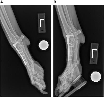 Implant removal rate after partial carpal arthrodesis in dogs: A retrospective analysis of 22 cases